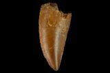 Serrated, Raptor Tooth - Real Dinosaur Tooth #133413-1